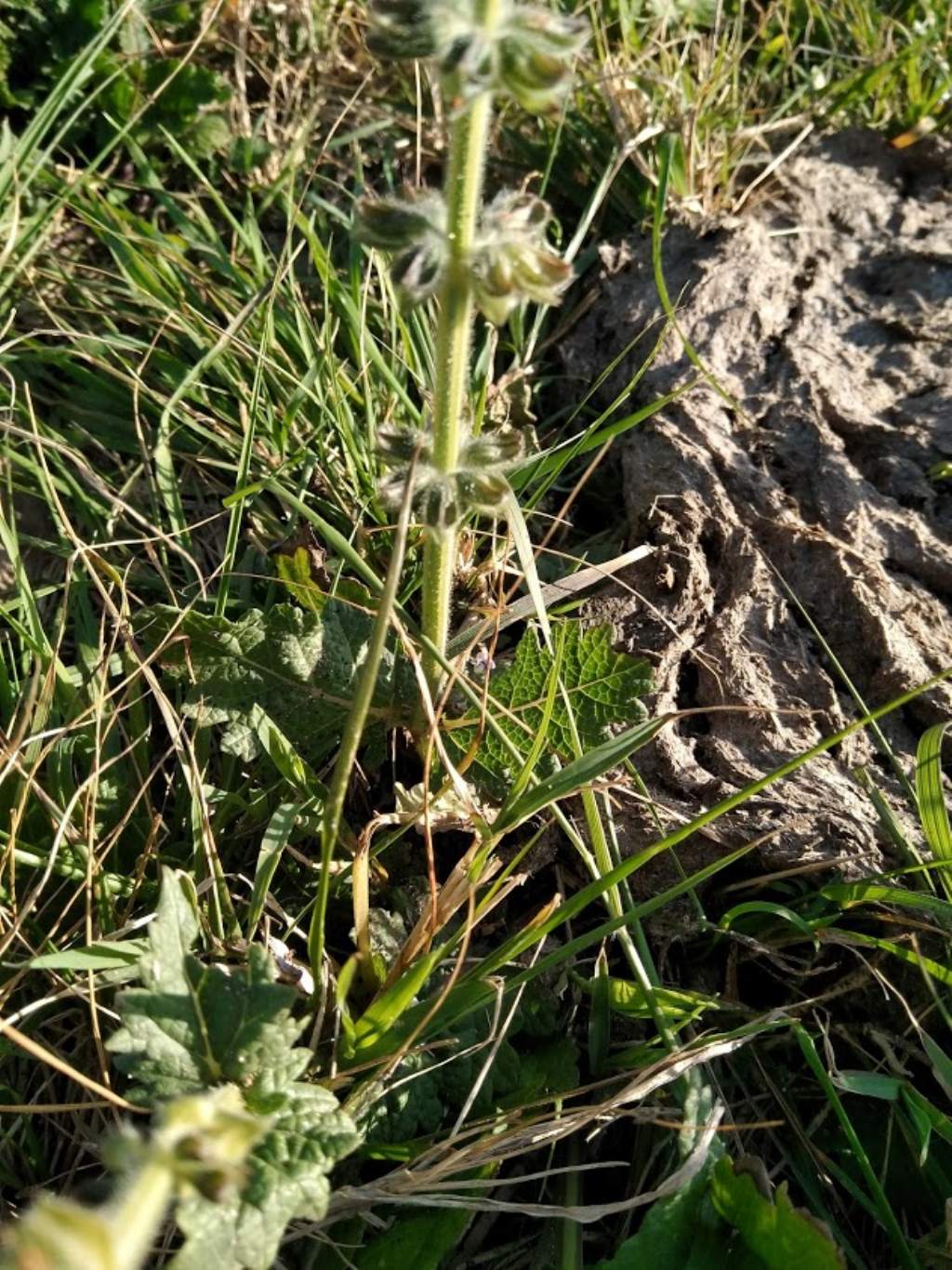 Salvia clandestina (Lamiaceae)