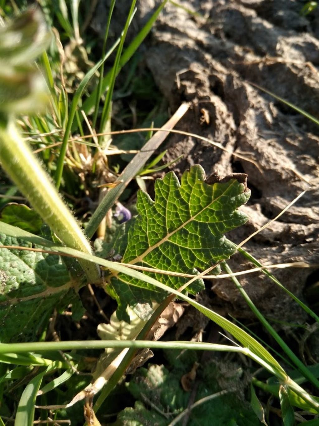 Salvia clandestina (Lamiaceae)