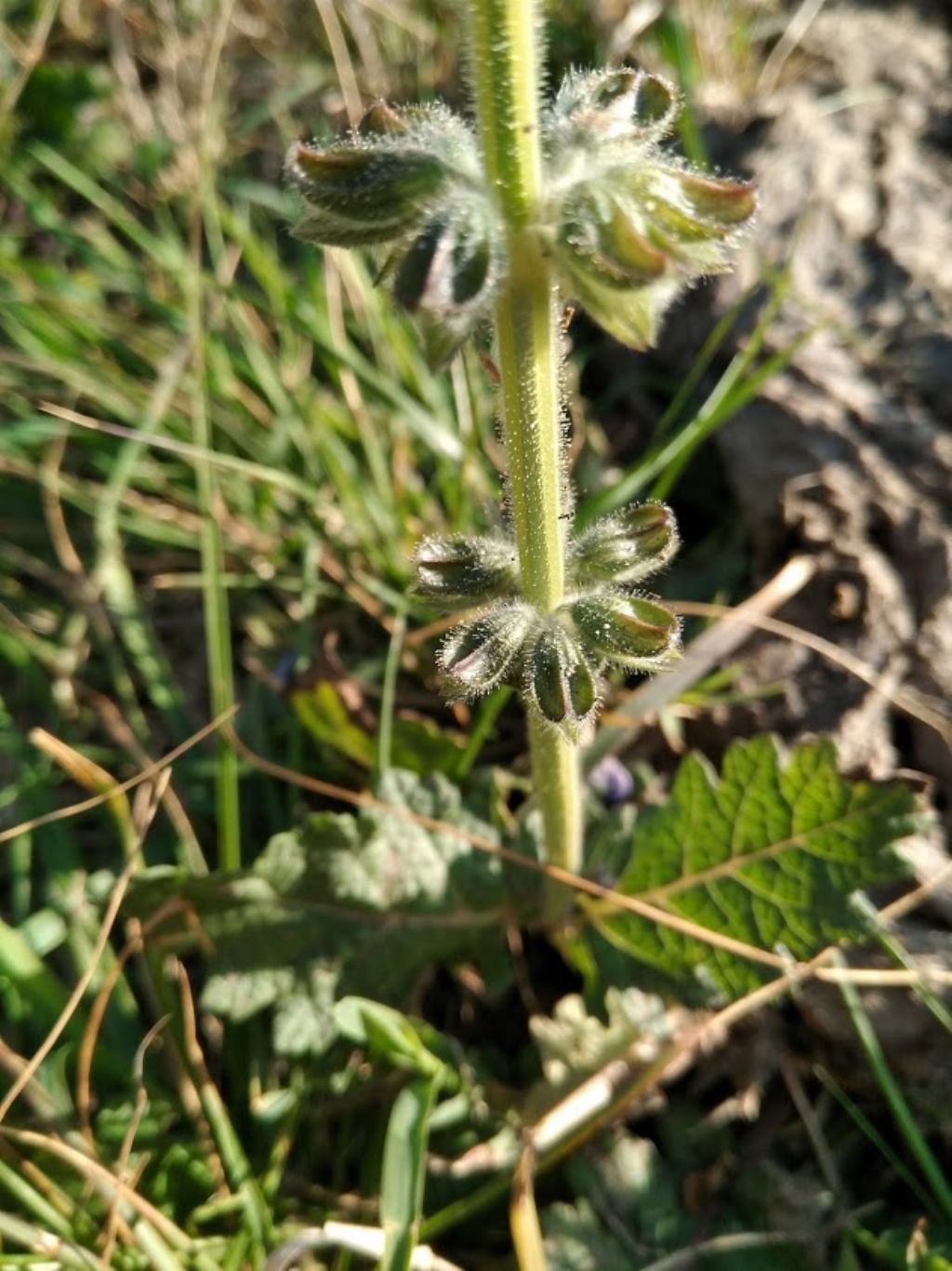 Salvia clandestina (Lamiaceae)