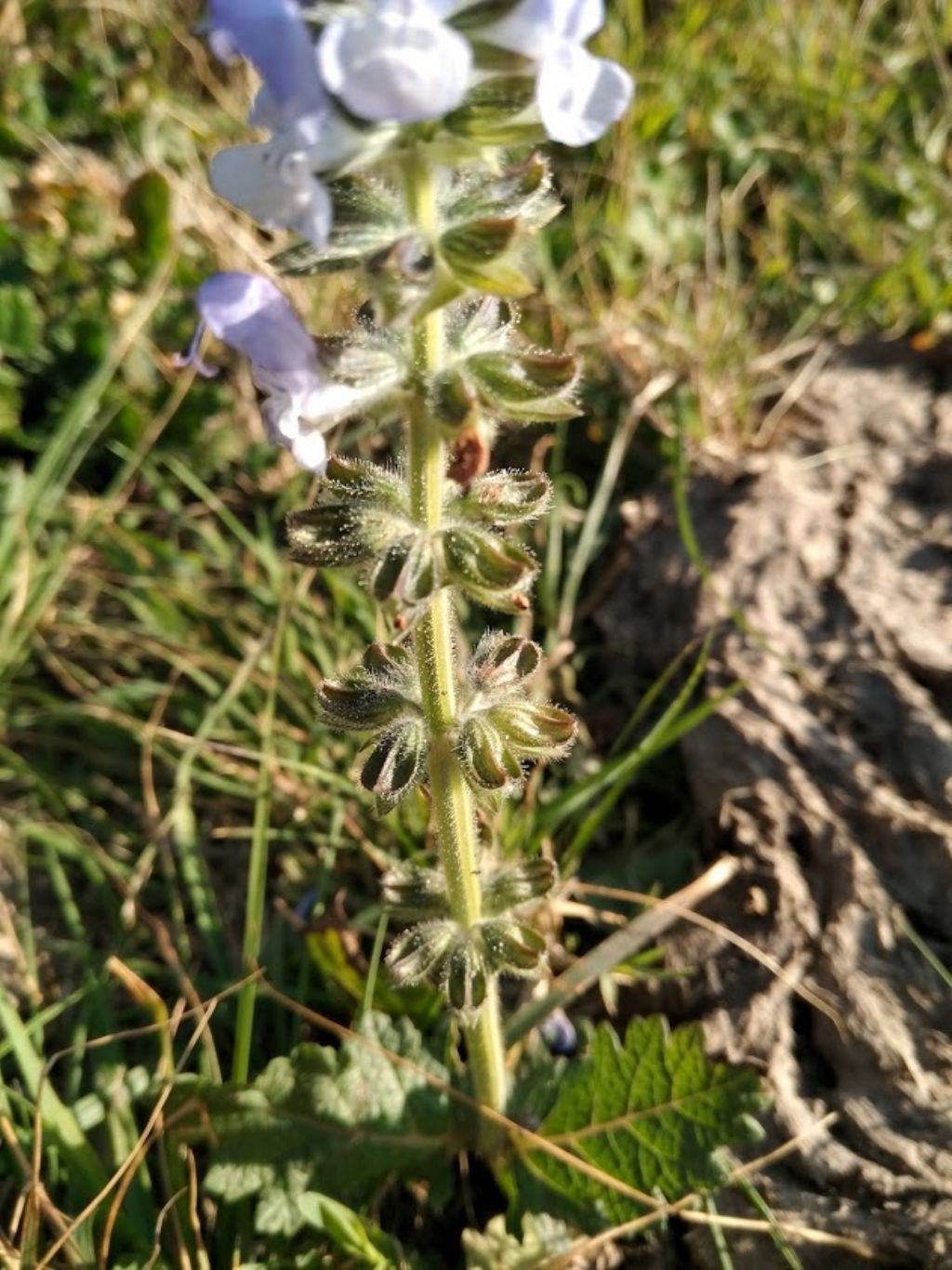 Salvia clandestina (Lamiaceae)