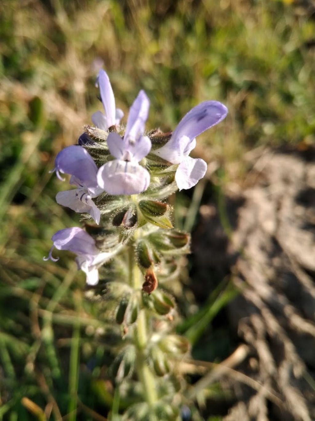 Salvia clandestina (Lamiaceae)