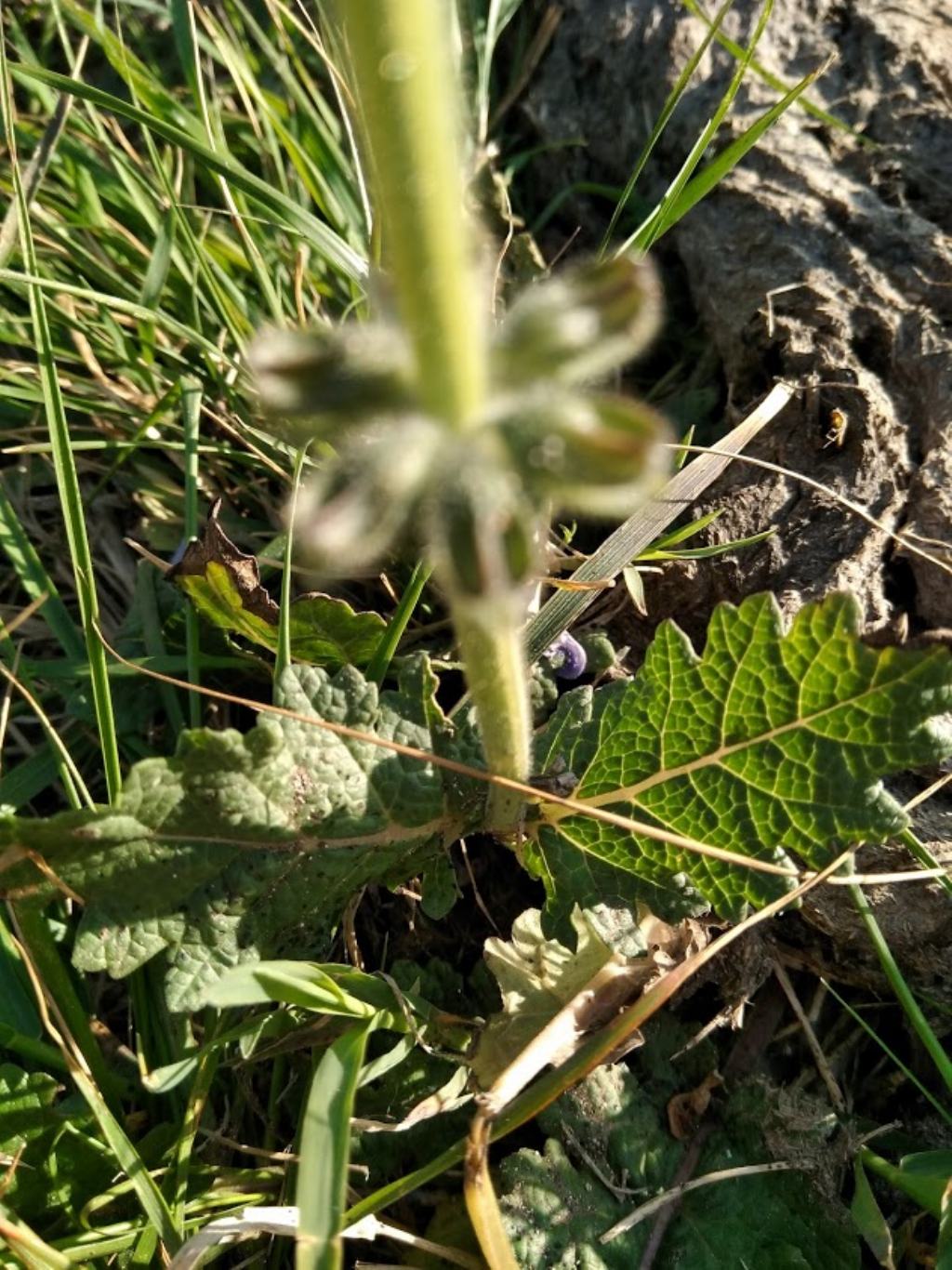 Salvia clandestina (Lamiaceae)