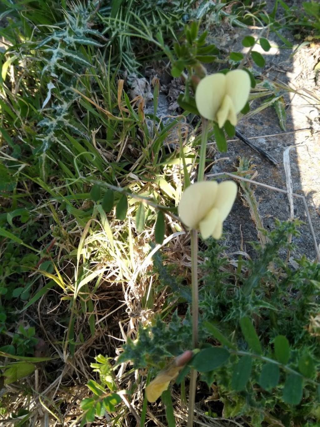 Vicia hybrida (Fabaceae)
