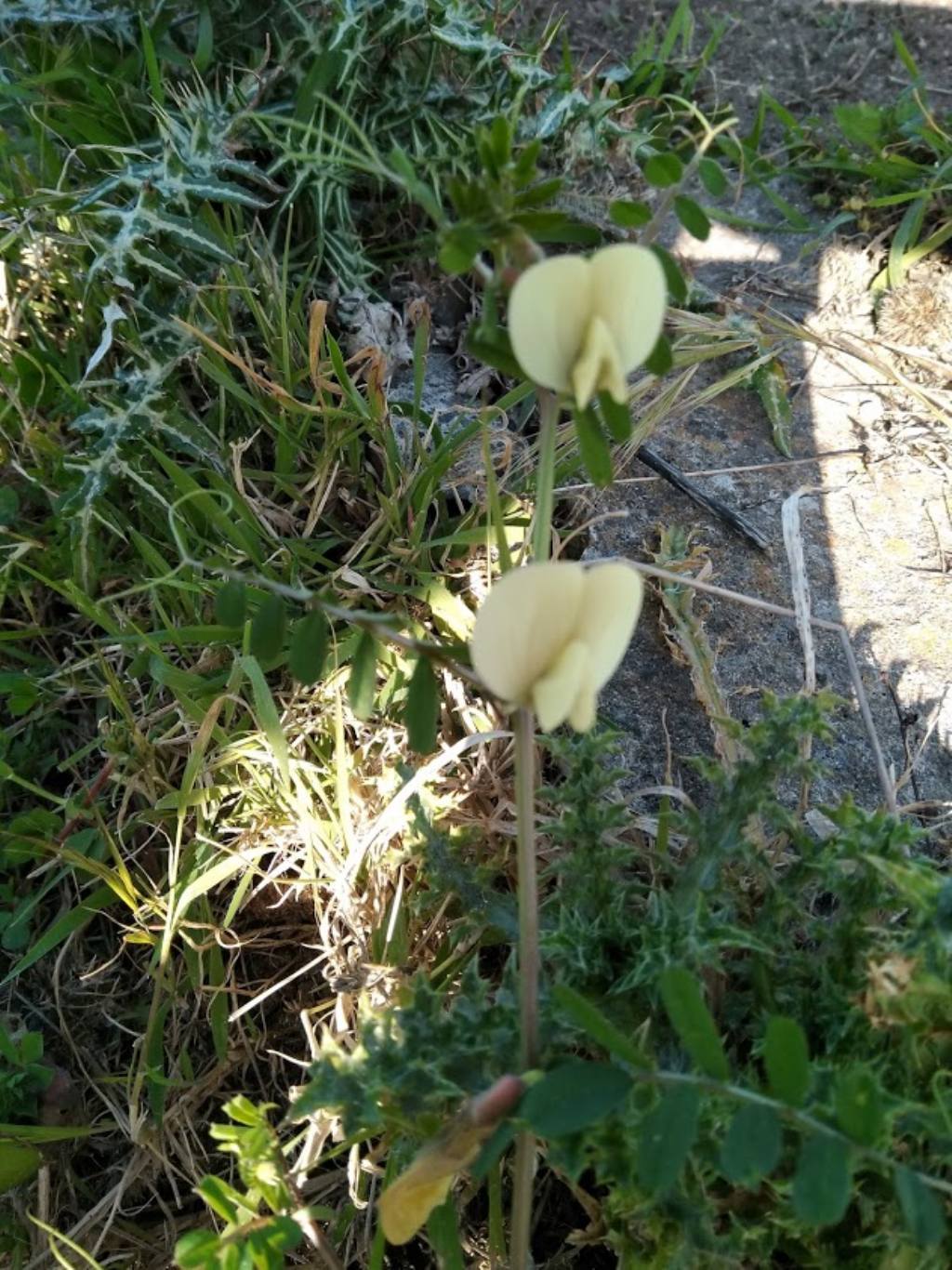 Vicia hybrida (Fabaceae)