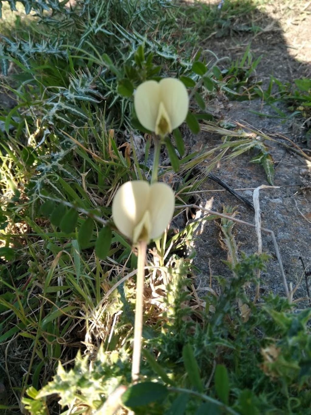 Vicia hybrida (Fabaceae)