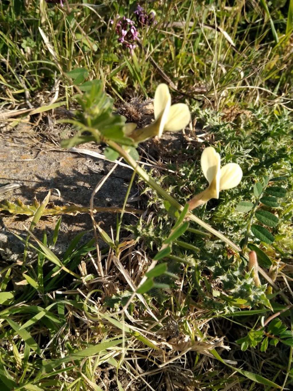 Vicia hybrida (Fabaceae)