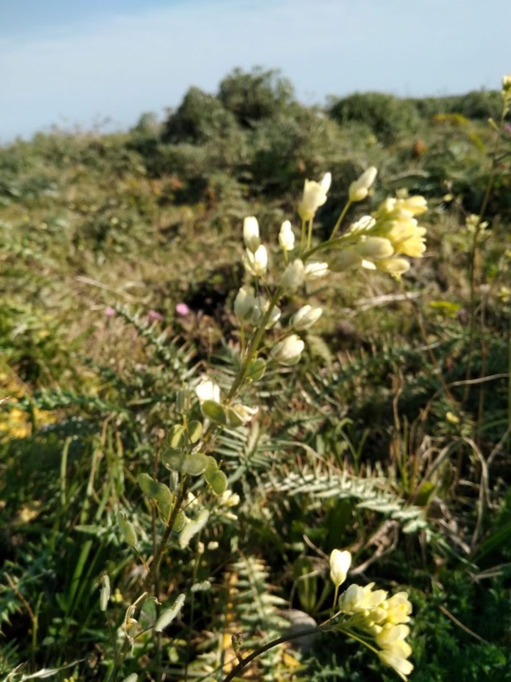 Biscutella maritima (Brassicaceae)