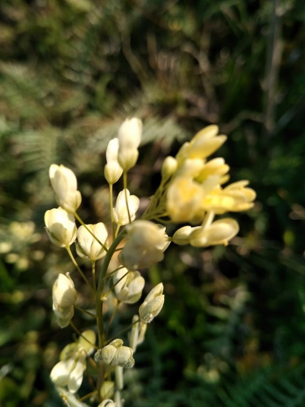 Biscutella maritima (Brassicaceae)