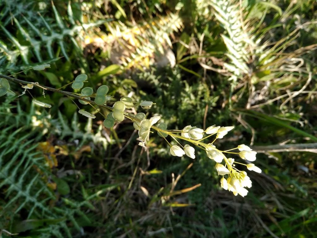 Biscutella maritima (Brassicaceae)