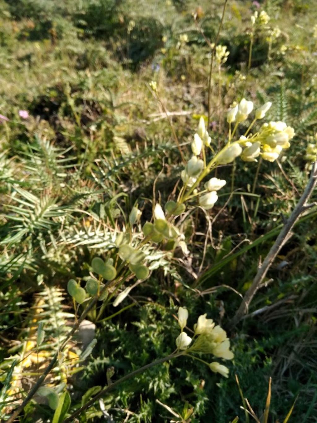 Biscutella maritima (Brassicaceae)