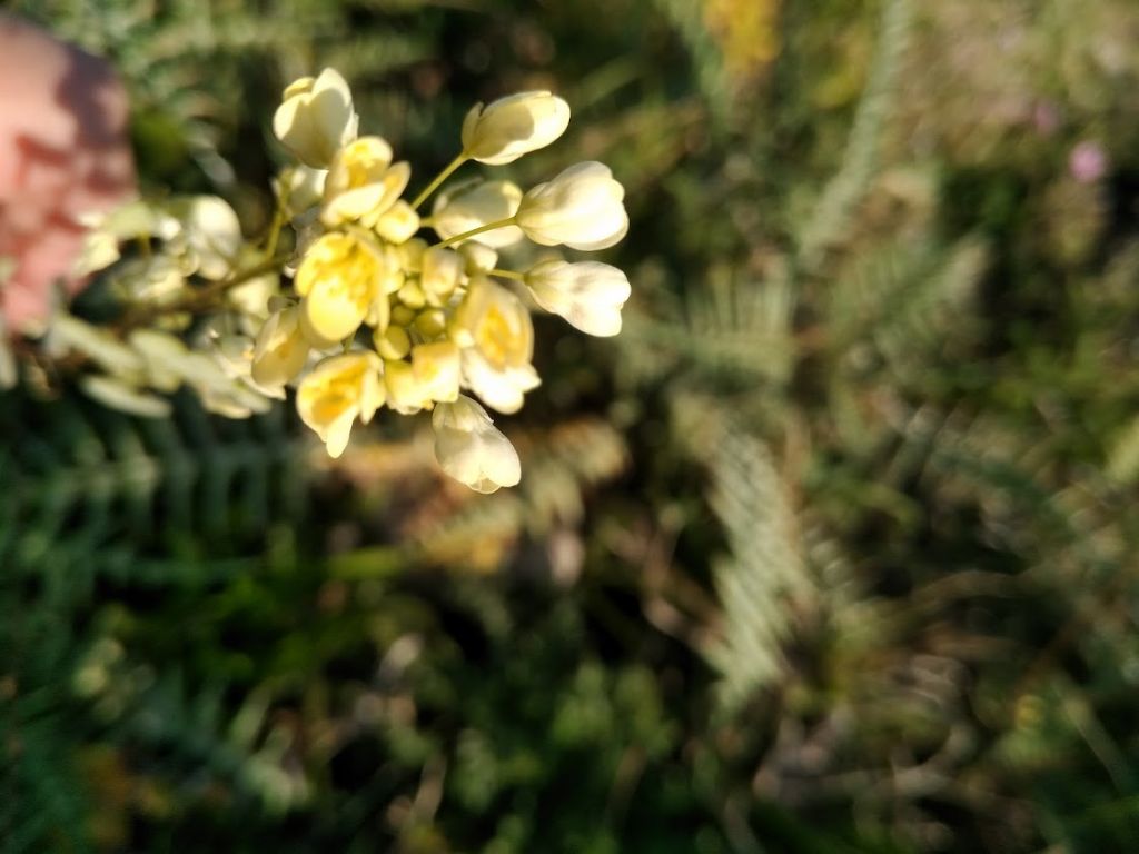 Biscutella maritima (Brassicaceae)