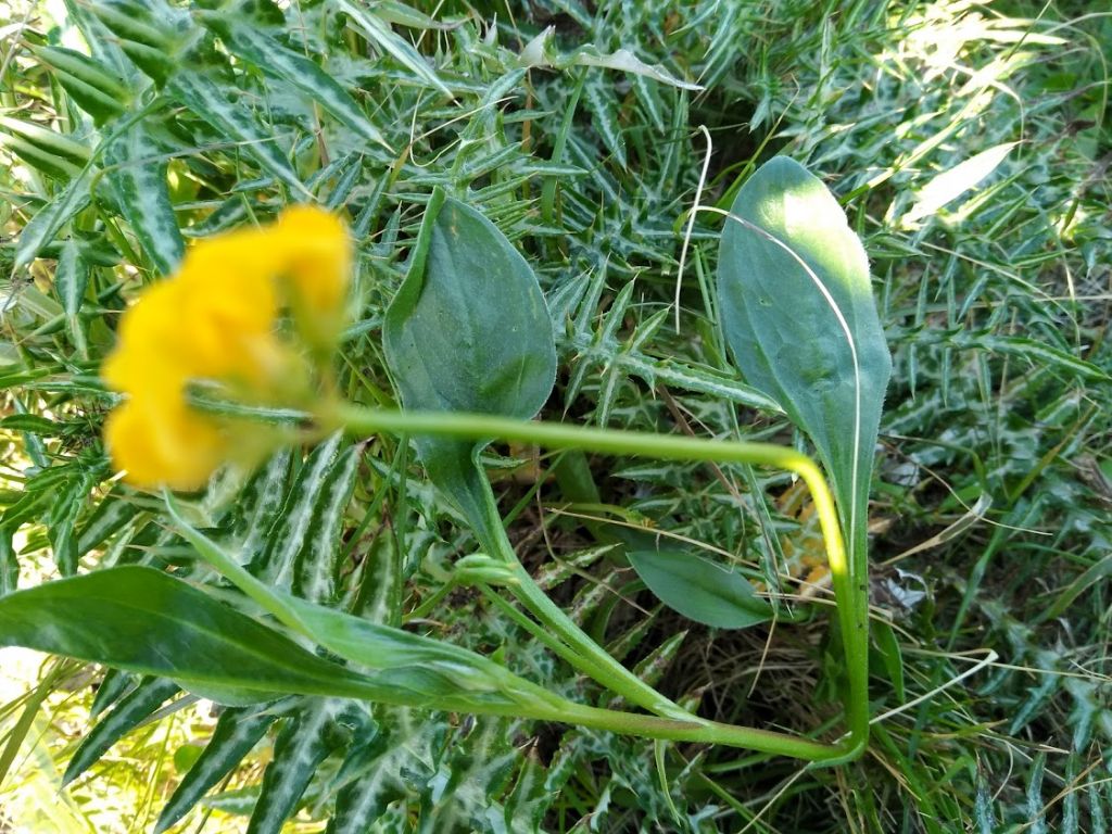 fiore giallo: Scorpiurus subvillosus (Fabaceae)