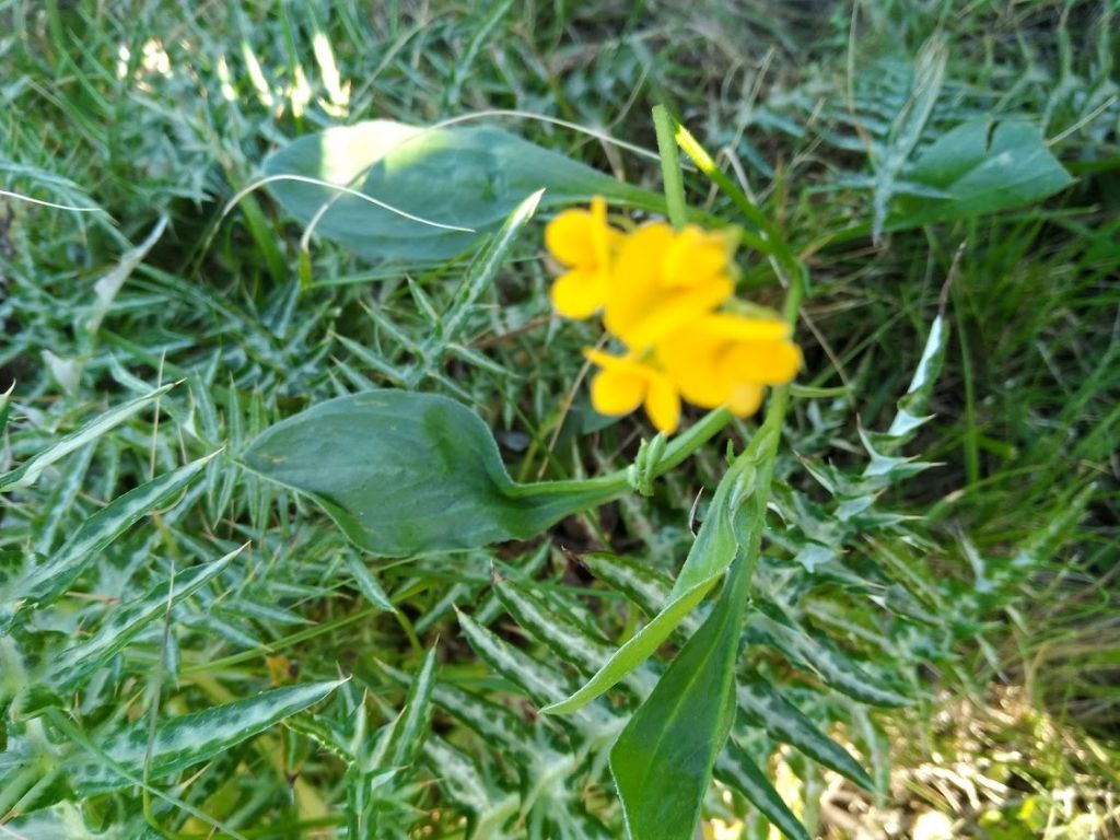 fiore giallo: Scorpiurus subvillosus (Fabaceae)