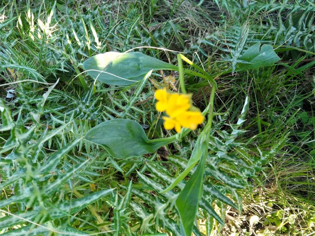 fiore giallo: Scorpiurus subvillosus (Fabaceae)