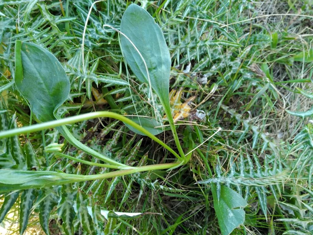 fiore giallo: Scorpiurus subvillosus (Fabaceae)