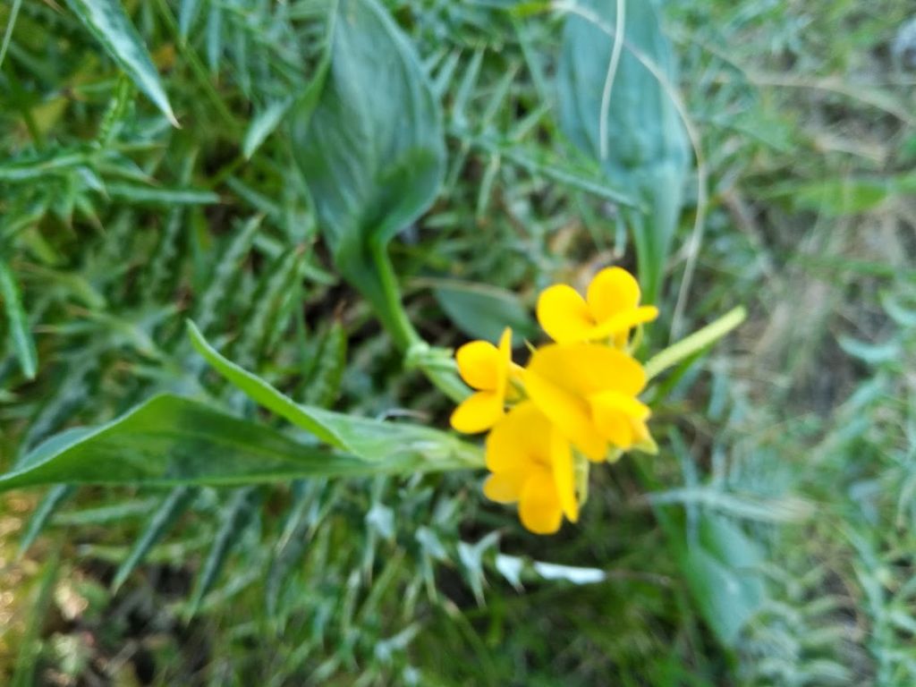 fiore giallo: Scorpiurus subvillosus (Fabaceae)