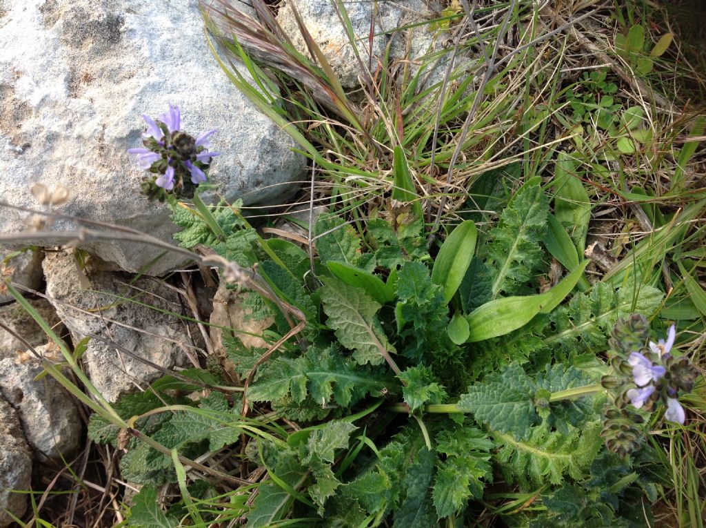 Ajuga? No, Salvia clandestina (Lamiaceae)