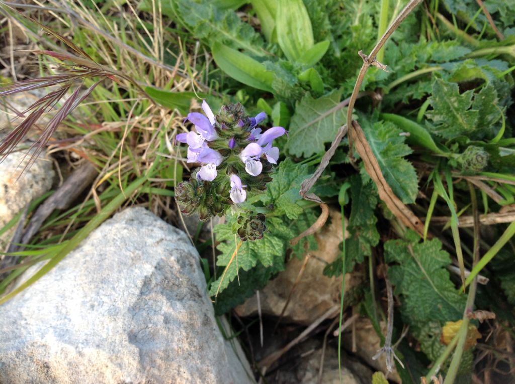 Ajuga? No, Salvia clandestina (Lamiaceae)