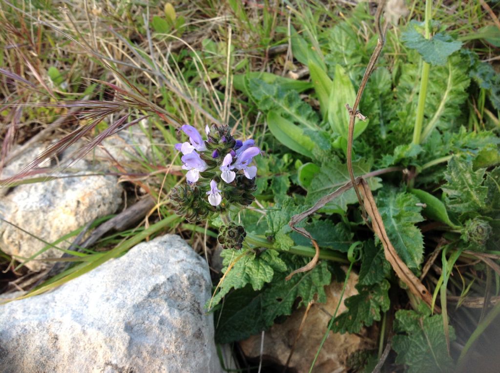 Ajuga? No, Salvia clandestina (Lamiaceae)