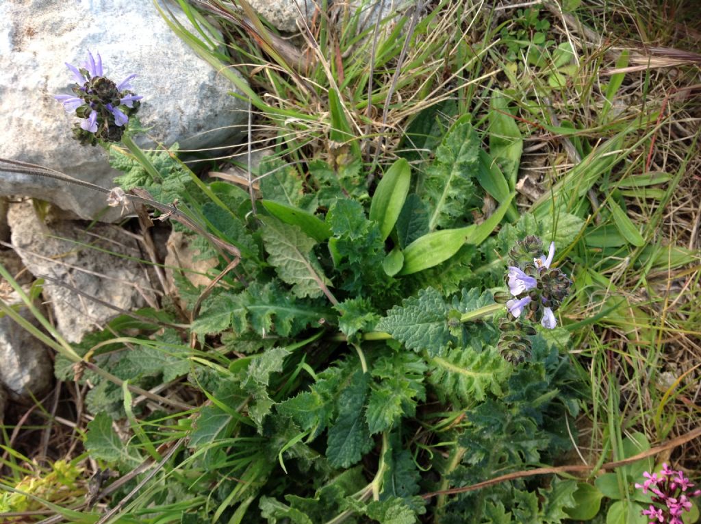 Ajuga? No, Salvia clandestina (Lamiaceae)