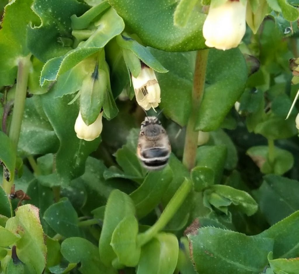 che cosa ?un bombo?  No, Anthophora sp.