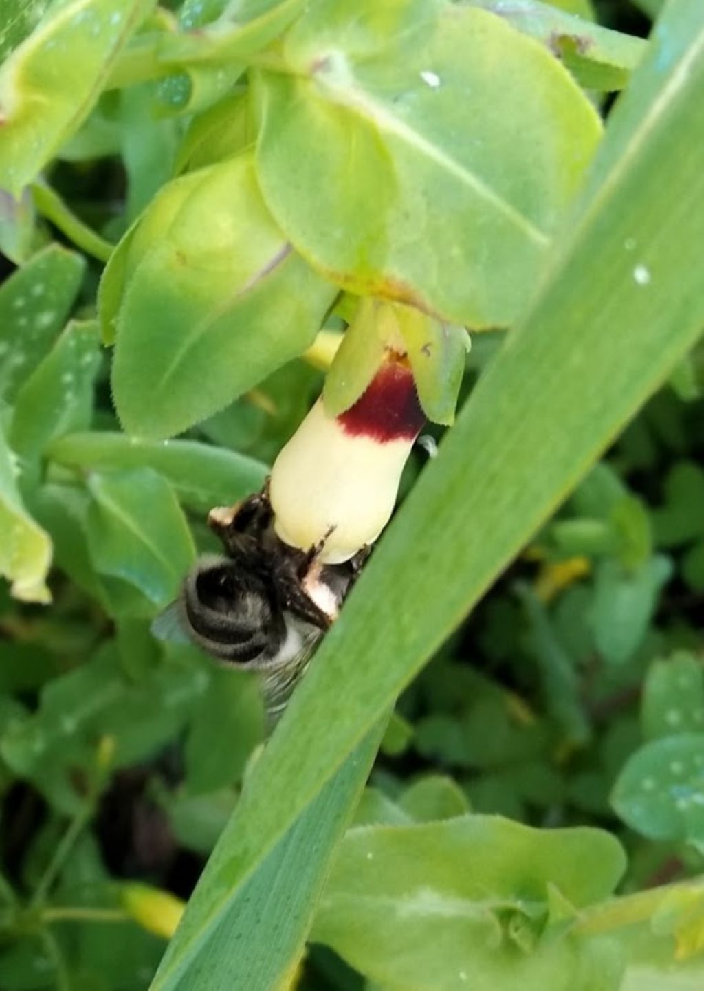 che cosa ?un bombo?  No, Anthophora sp.