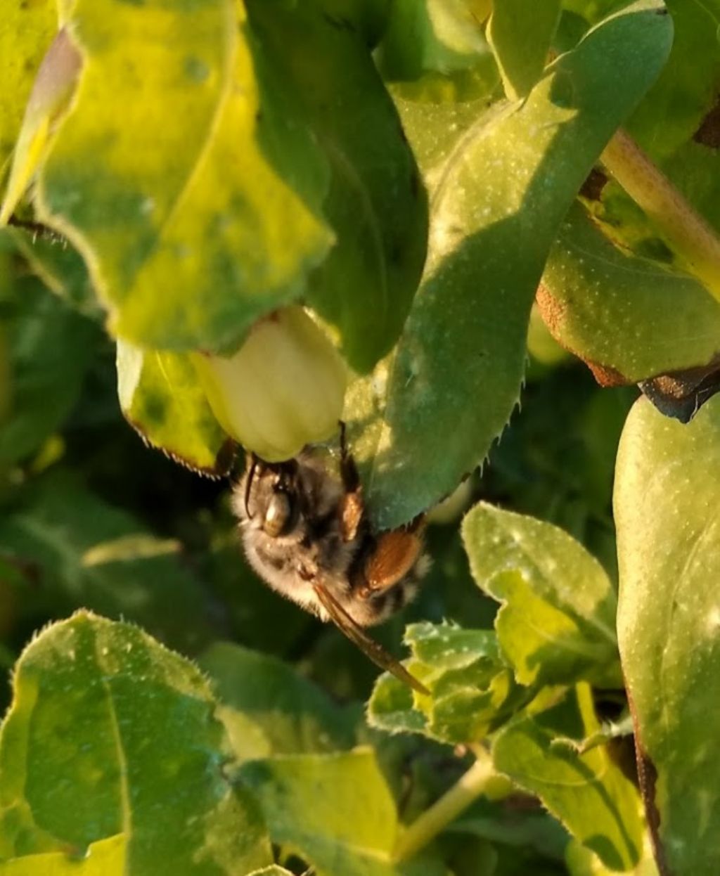 che cosa ?un bombo?  No, Anthophora sp.