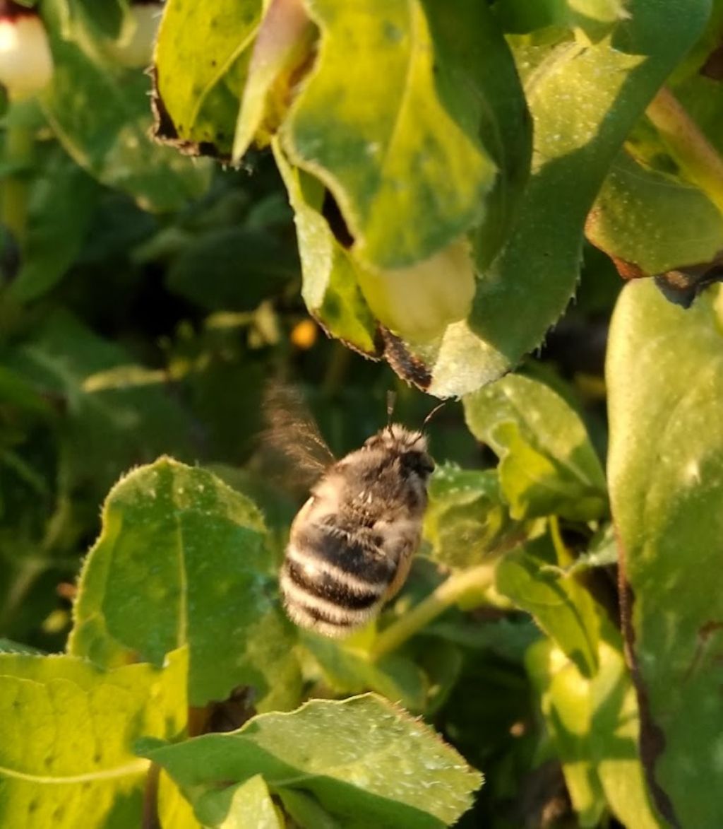 che cosa ?un bombo?  No, Anthophora sp.