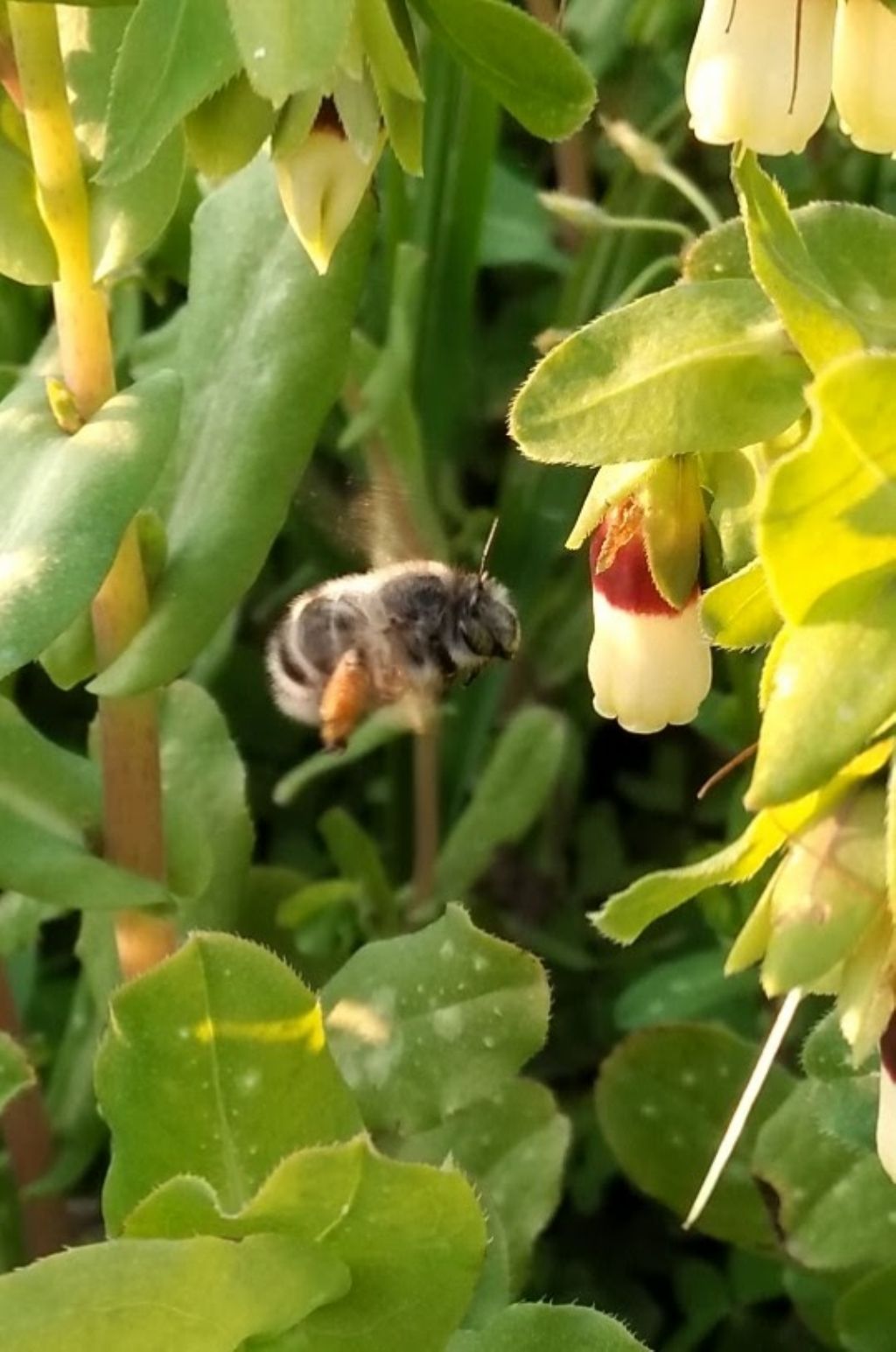 che cosa ?un bombo?  No, Anthophora sp.