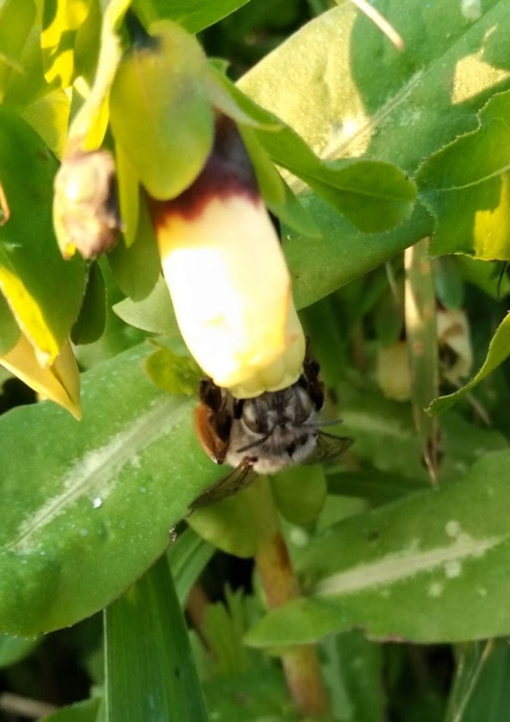 che cosa ?un bombo?  No, Anthophora sp.