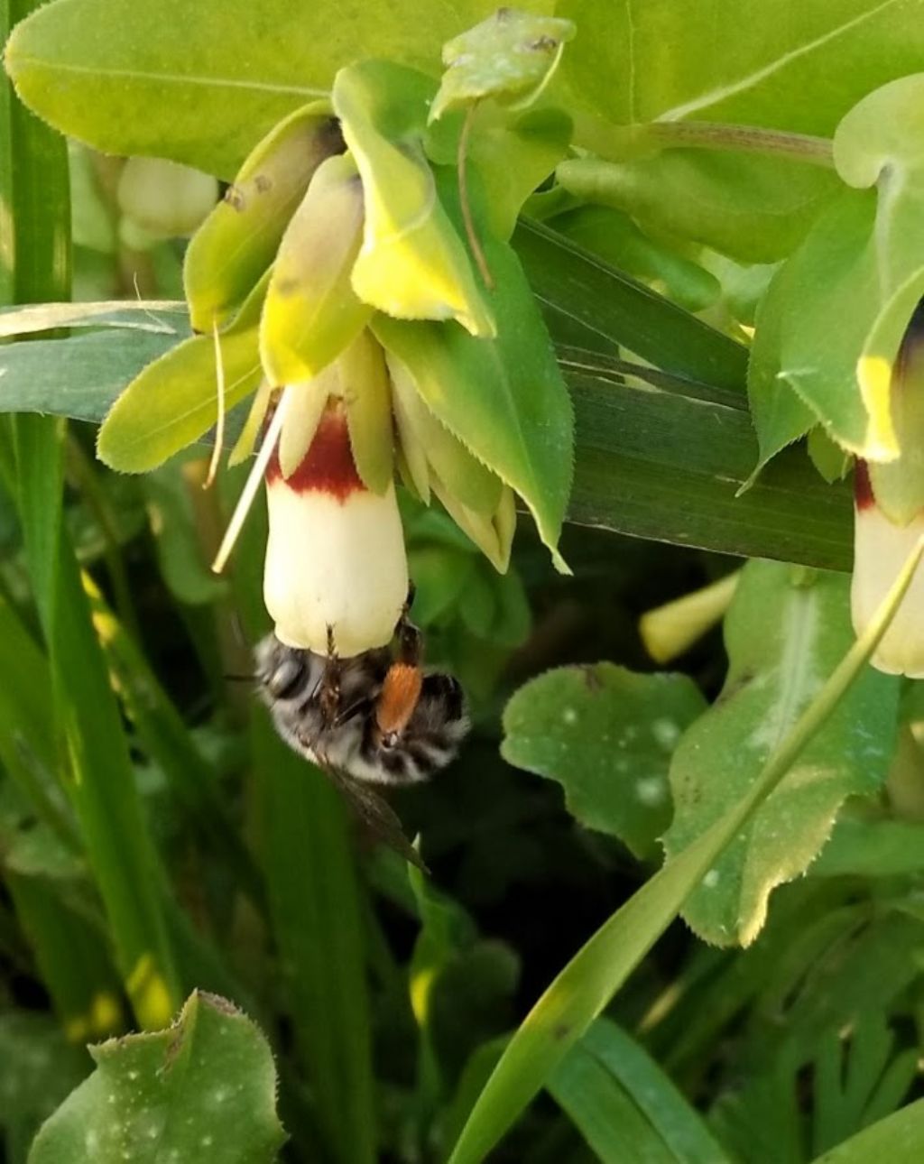 che cosa ?un bombo?  No, Anthophora sp.