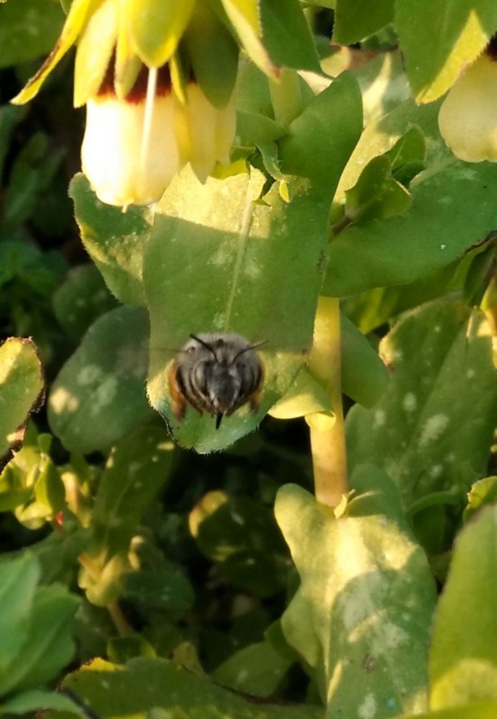 che cosa ?un bombo?  No, Anthophora sp.