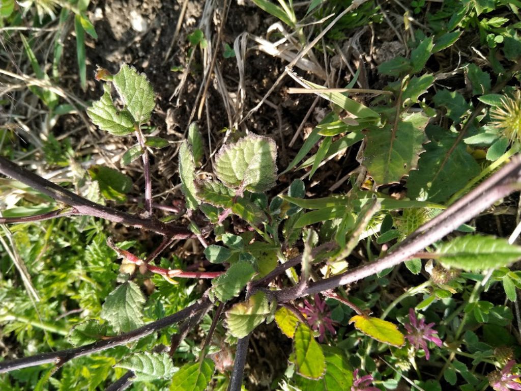 Rapistrum rugosum (Brassicaceae)