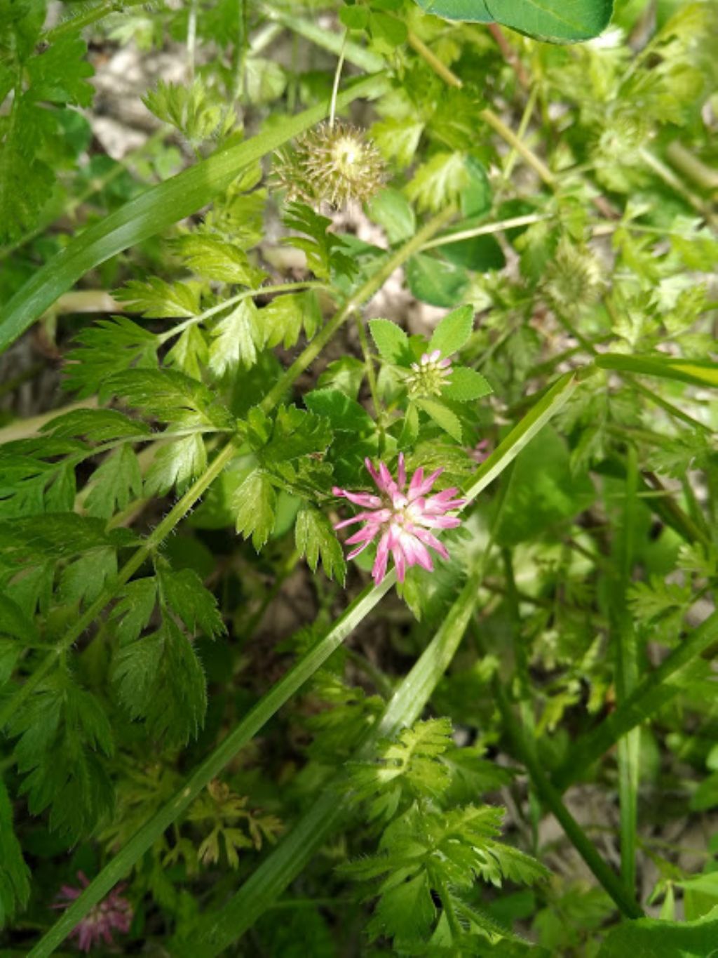 Trifolium resupinatum (Fabaceae)