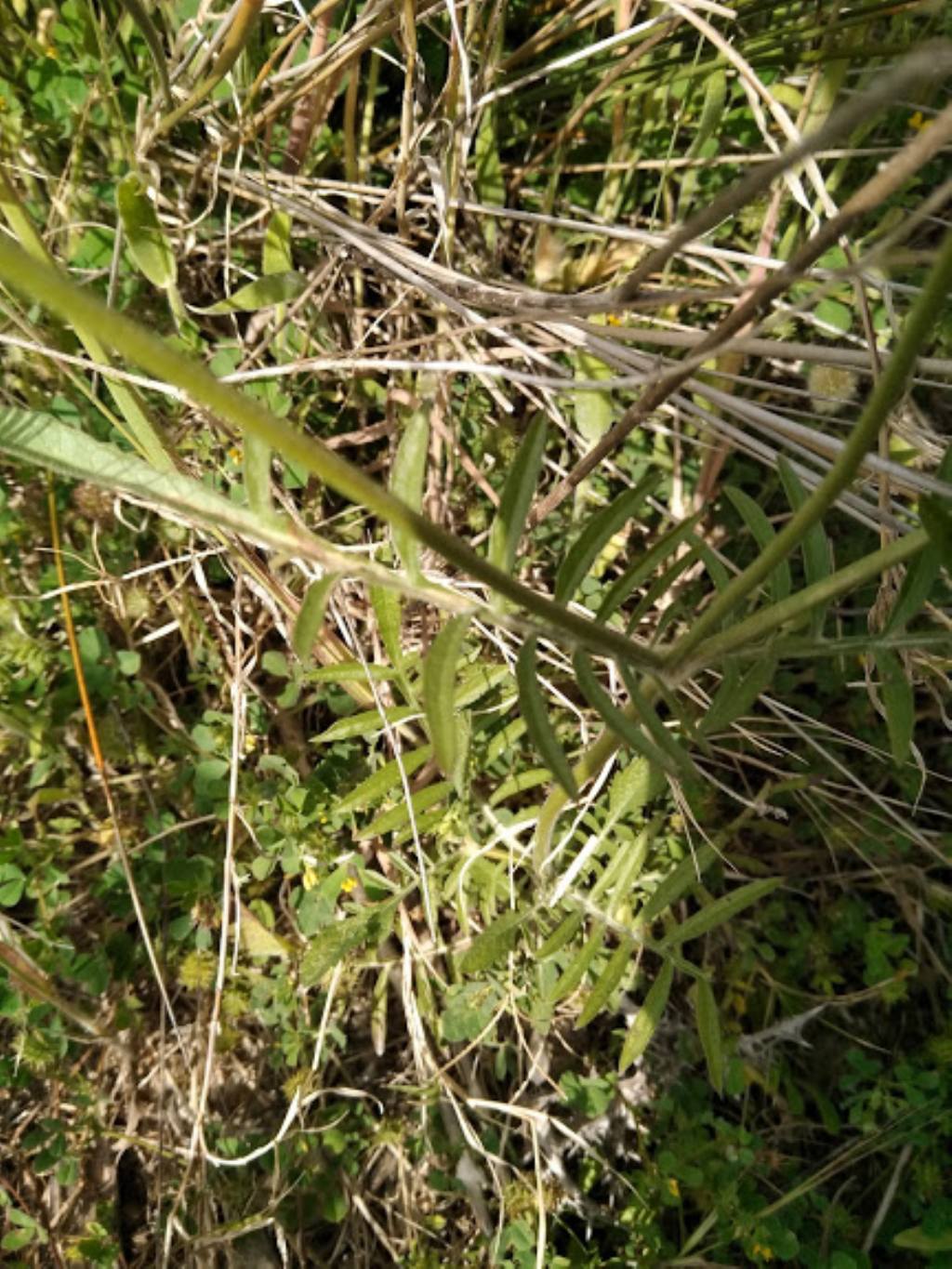 cfr. Sixalix atropurpurea (Caprifoliaceae)