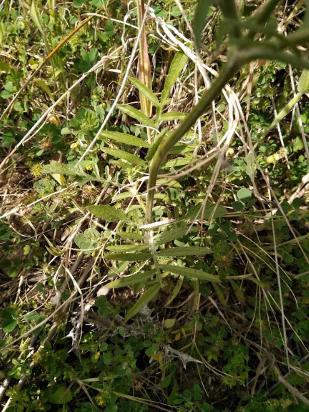 cfr. Sixalix atropurpurea (Caprifoliaceae)