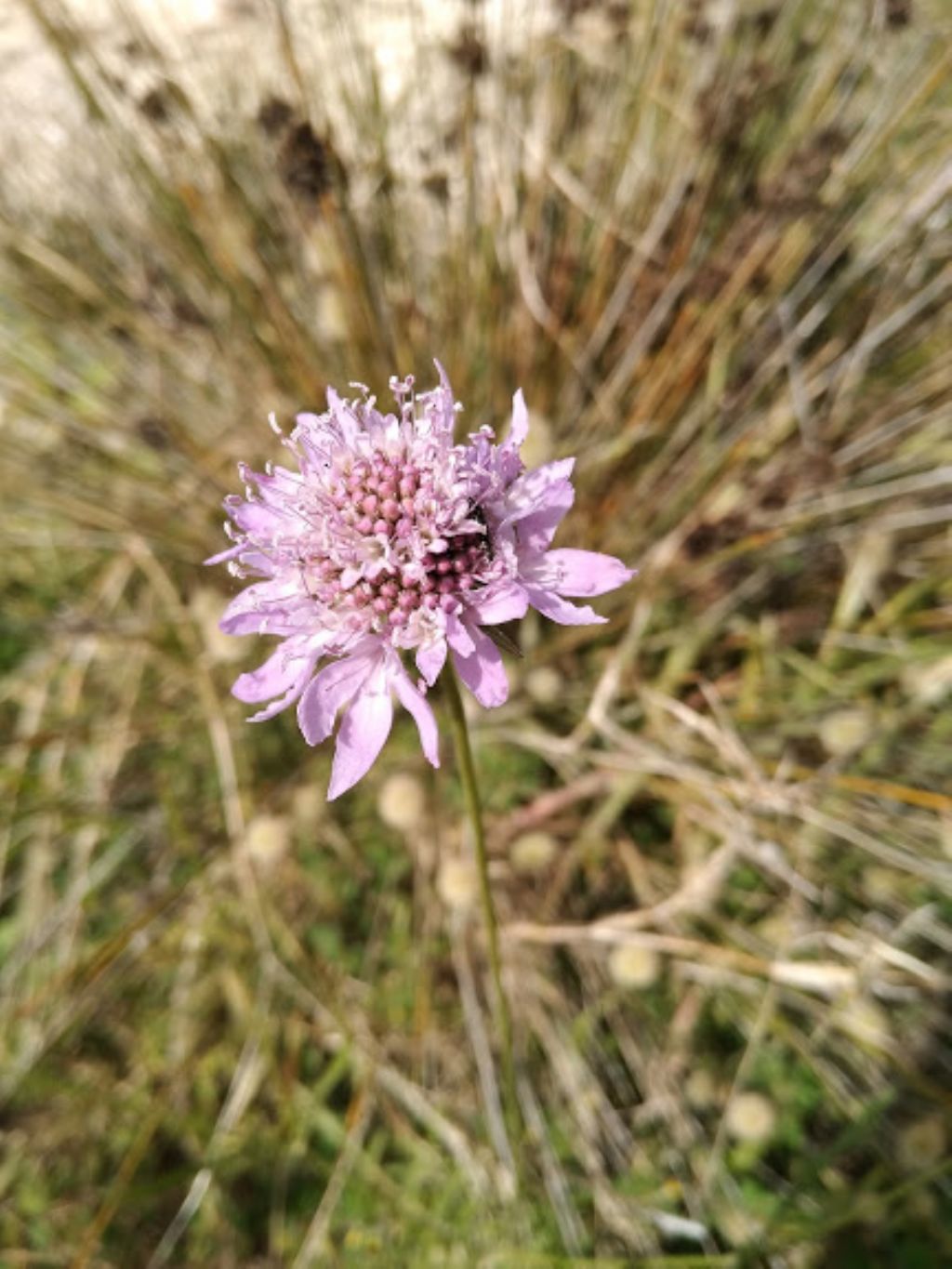 cfr. Sixalix atropurpurea (Caprifoliaceae)