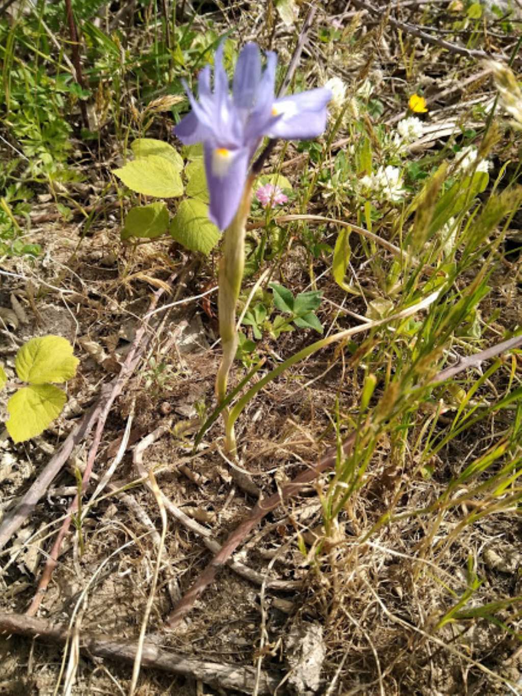 Moraea sisyrinchium (Iridaceae)