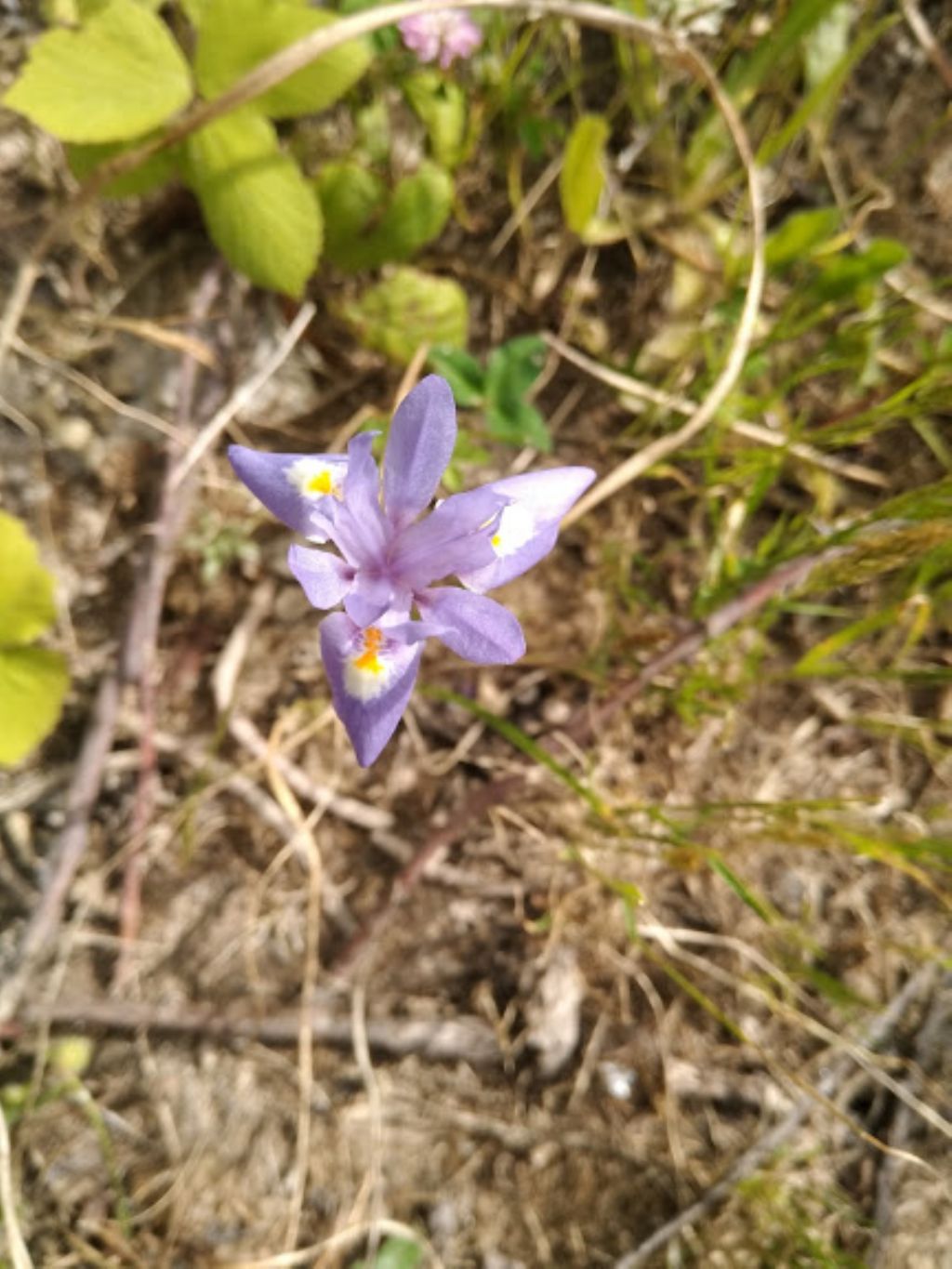 Moraea sisyrinchium (Iridaceae)