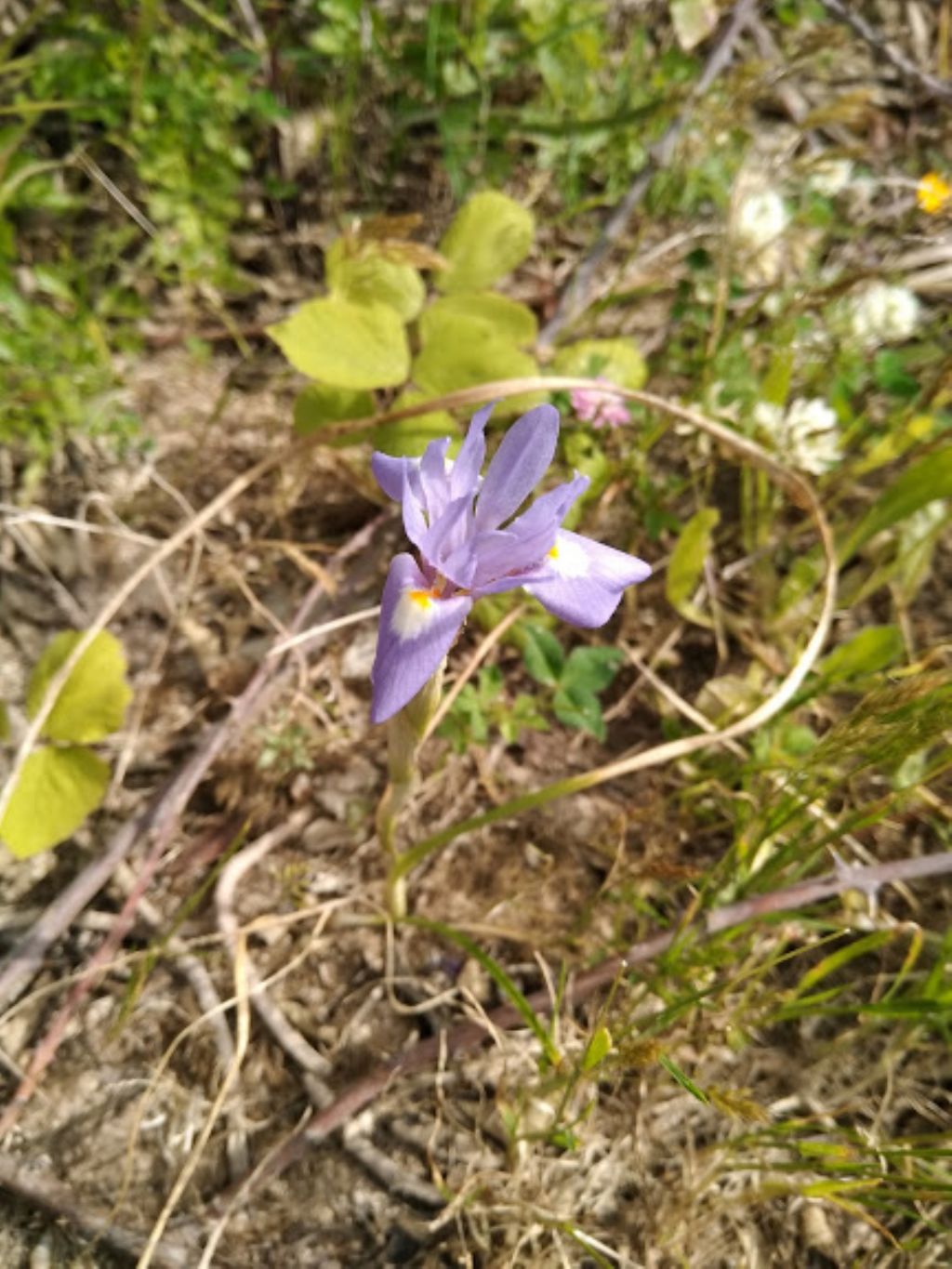 Moraea sisyrinchium (Iridaceae)