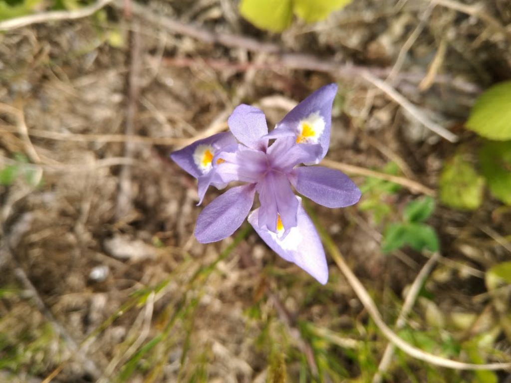 Moraea sisyrinchium (Iridaceae)