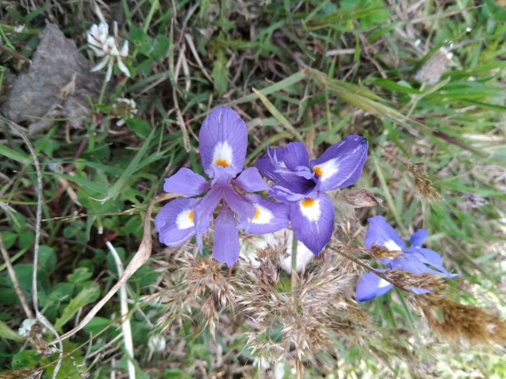 Moraea sisyrinchium (Iridaceae)