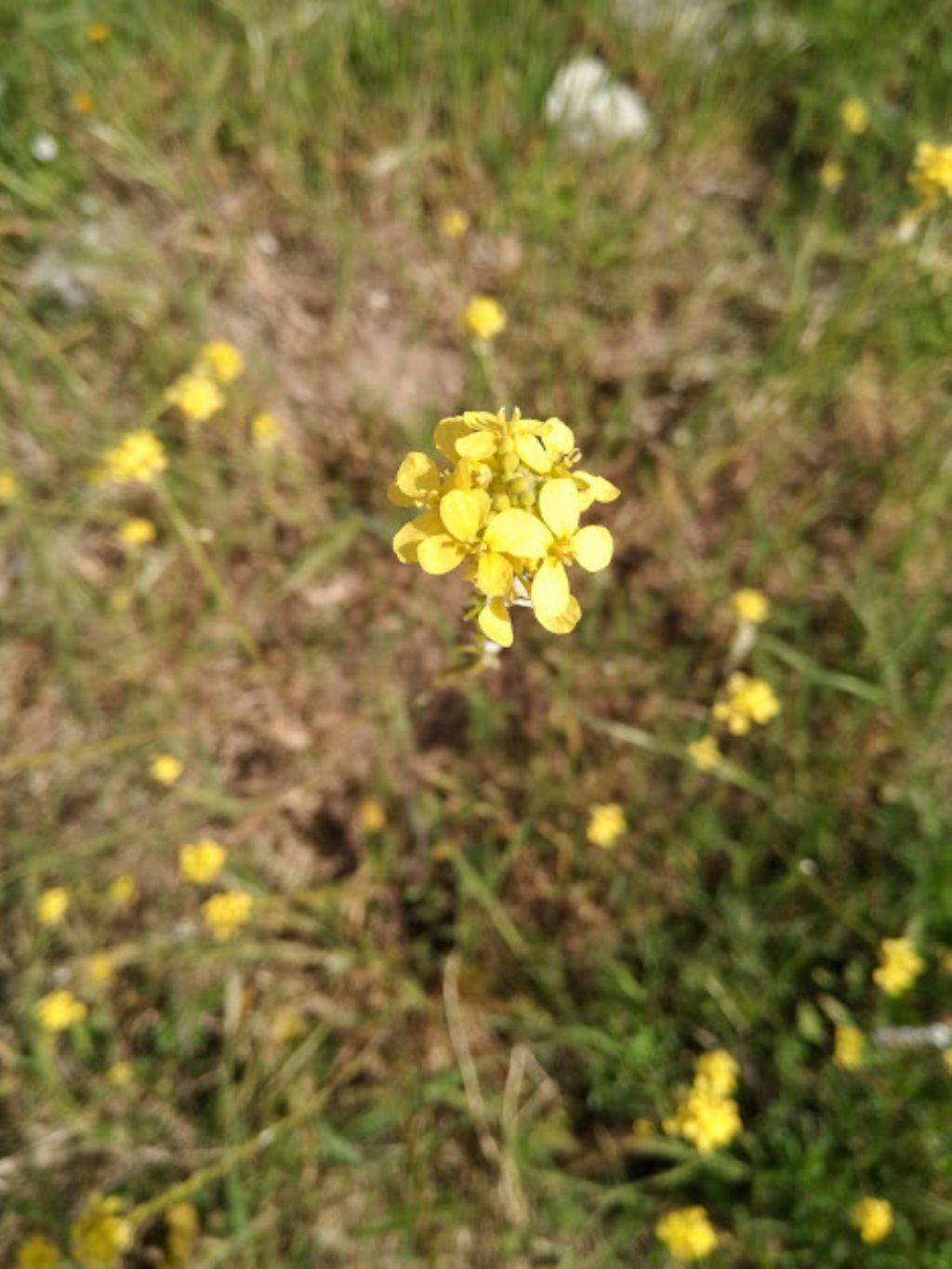 Rapistrum rugosum (Brassicaceae)