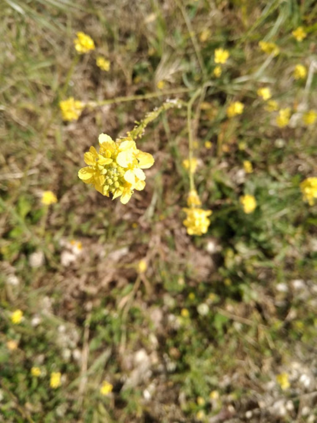 Rapistrum rugosum (Brassicaceae)