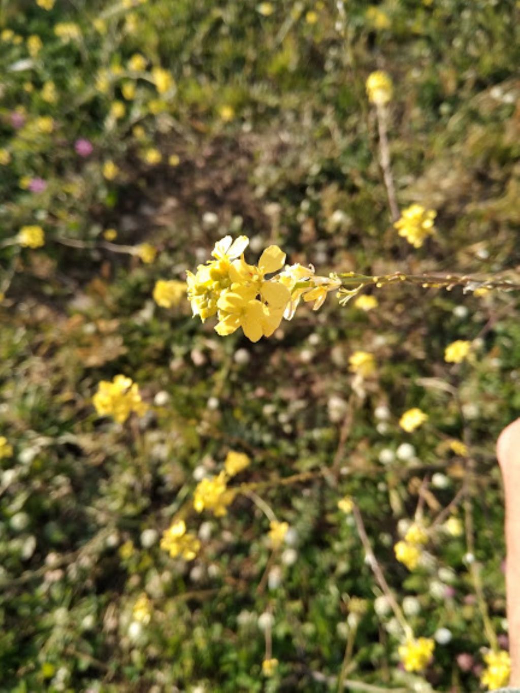 Rapistrum rugosum (Brassicaceae)