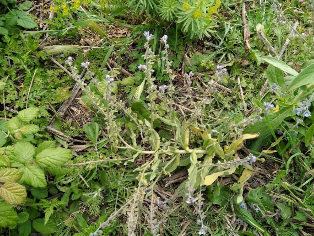 Cynoglossum creticum (Boraginaceae)