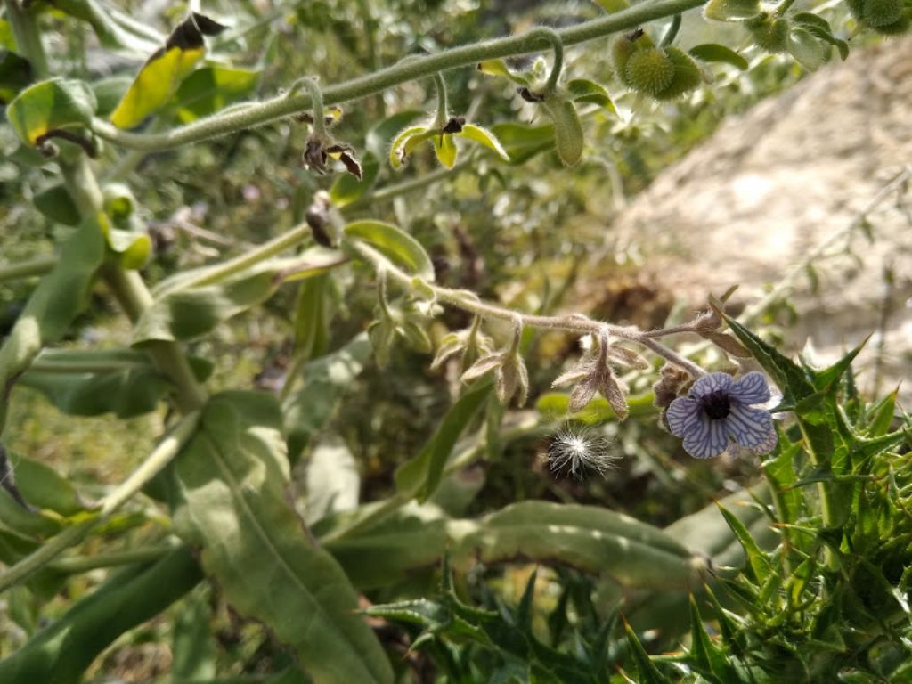 Cynoglossum creticum (Boraginaceae)