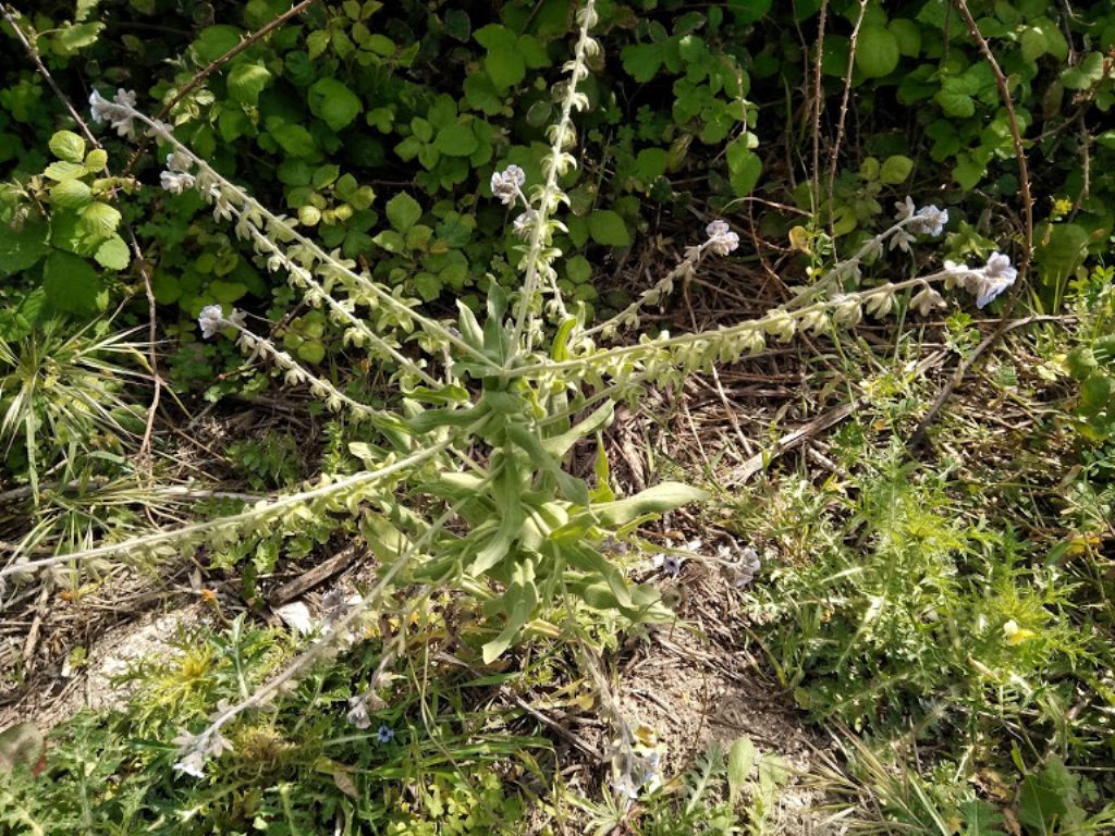 Cynoglossum creticum (Boraginaceae)