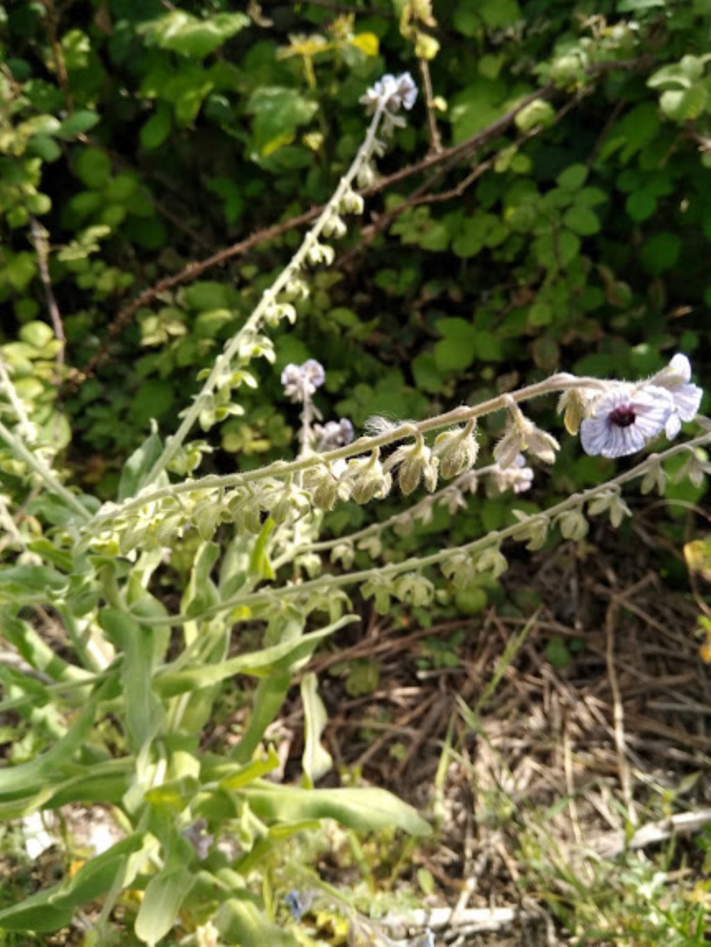 Cynoglossum creticum (Boraginaceae)