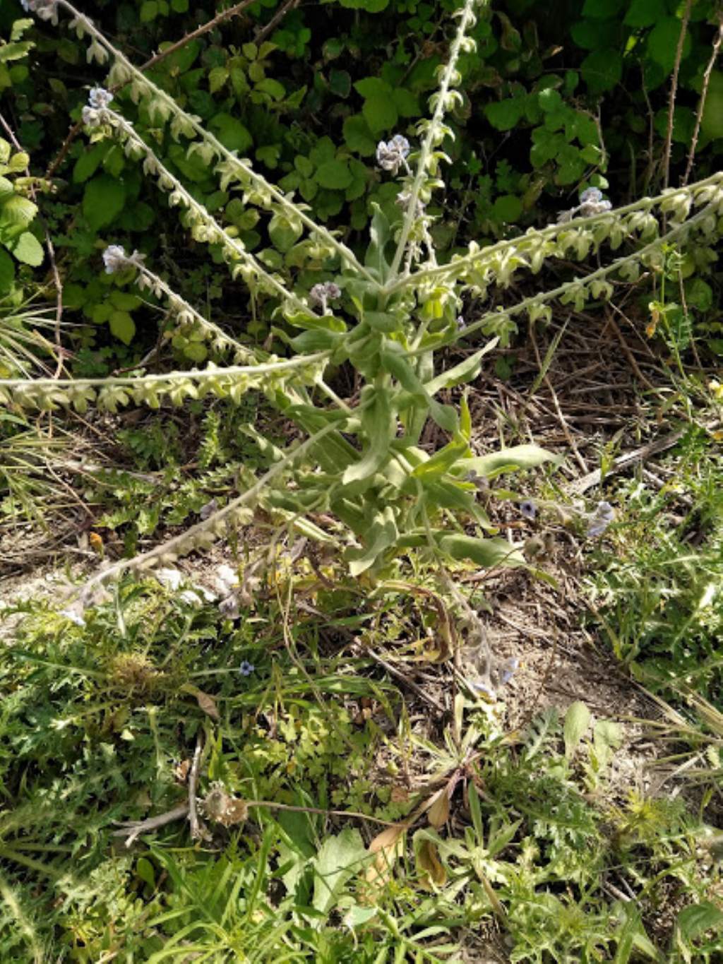 Cynoglossum creticum (Boraginaceae)